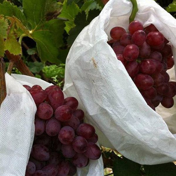 Obst- und Traubenschutzbeutel