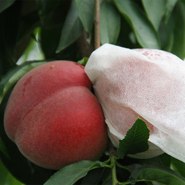 Obst- und Traubenschutzbeutel